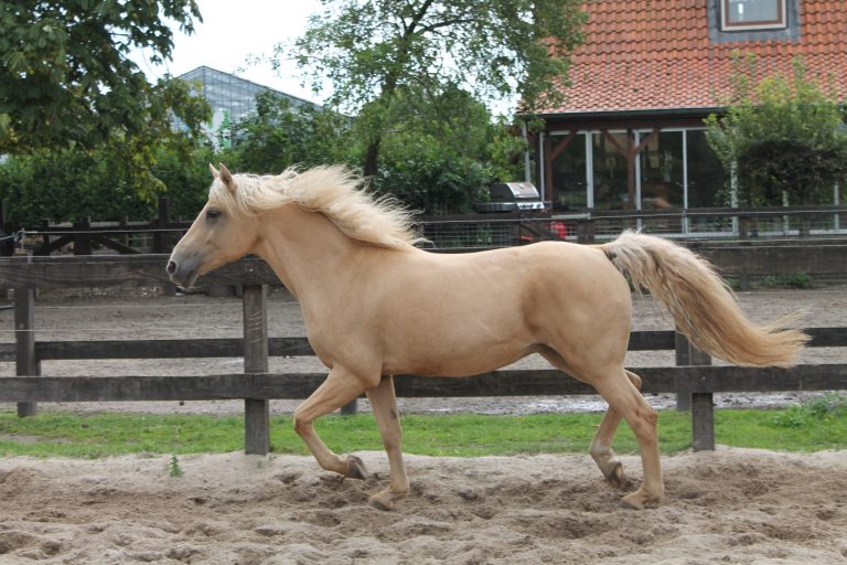 Curly Stal Yvonne - onze paarden